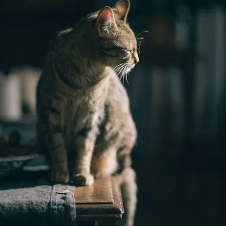 Mas El Mir